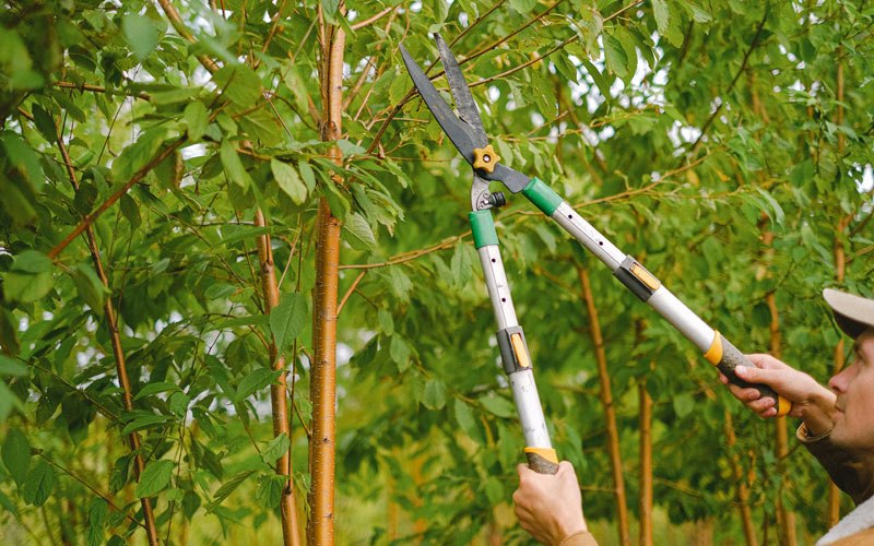 Tree trimming in White City, OR